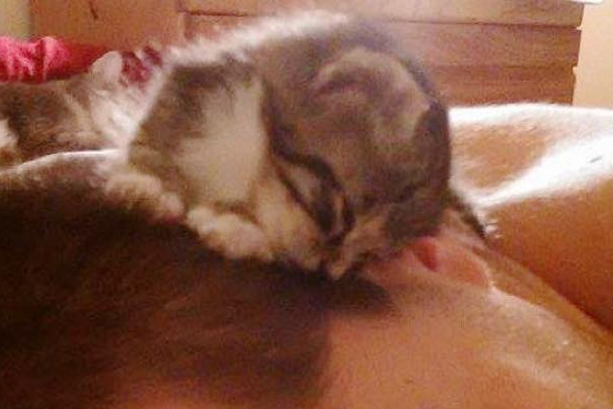 Runty Kitty Found by Bushes Could Hardly Move Now Thriving!