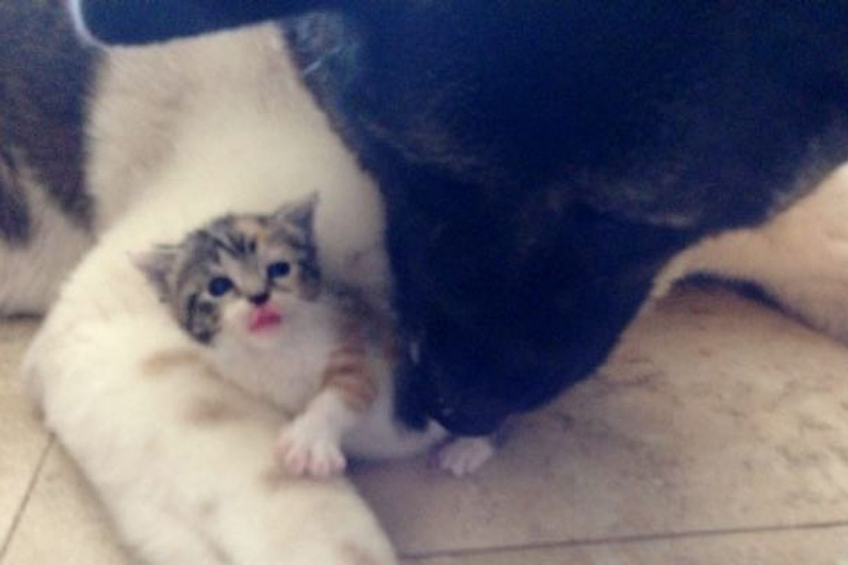 Retired Guard Dog Becomes Mom to Orphaned Kitten