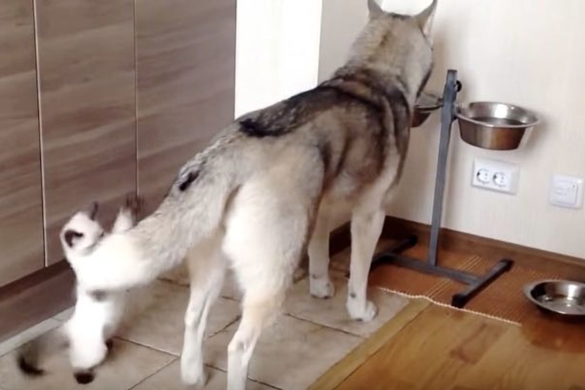 Kitten Tries to Interrupt While Dog Tries to Eat