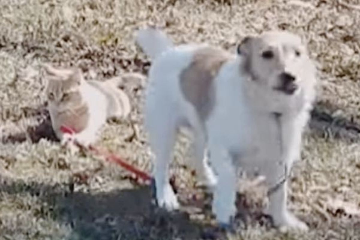 Cool Cat Holds Dog's Leash and Refuses to Let Go