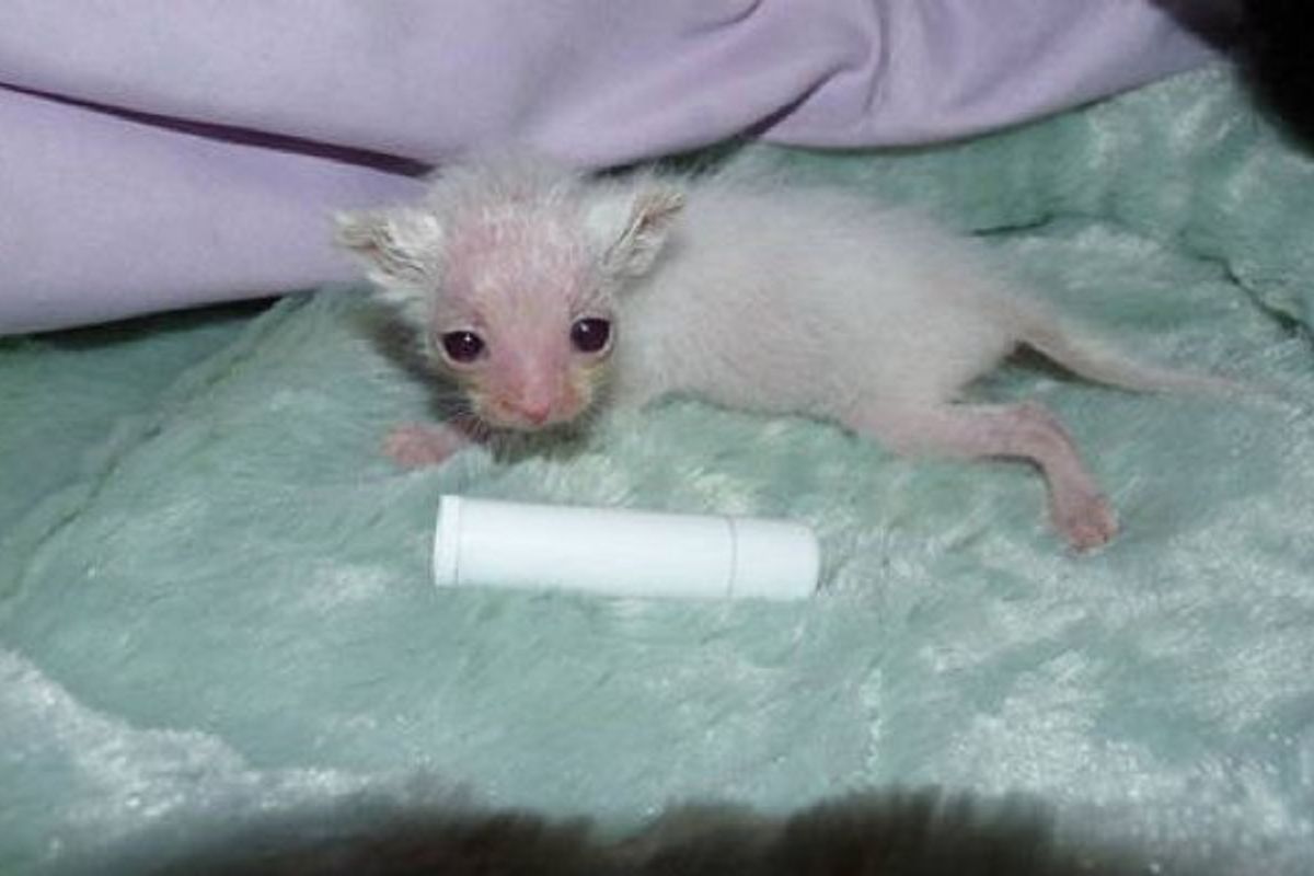 Tiniest Runt They Have Ever Seen Gets a Fighting Chance, Then and Now.. (with Updates)