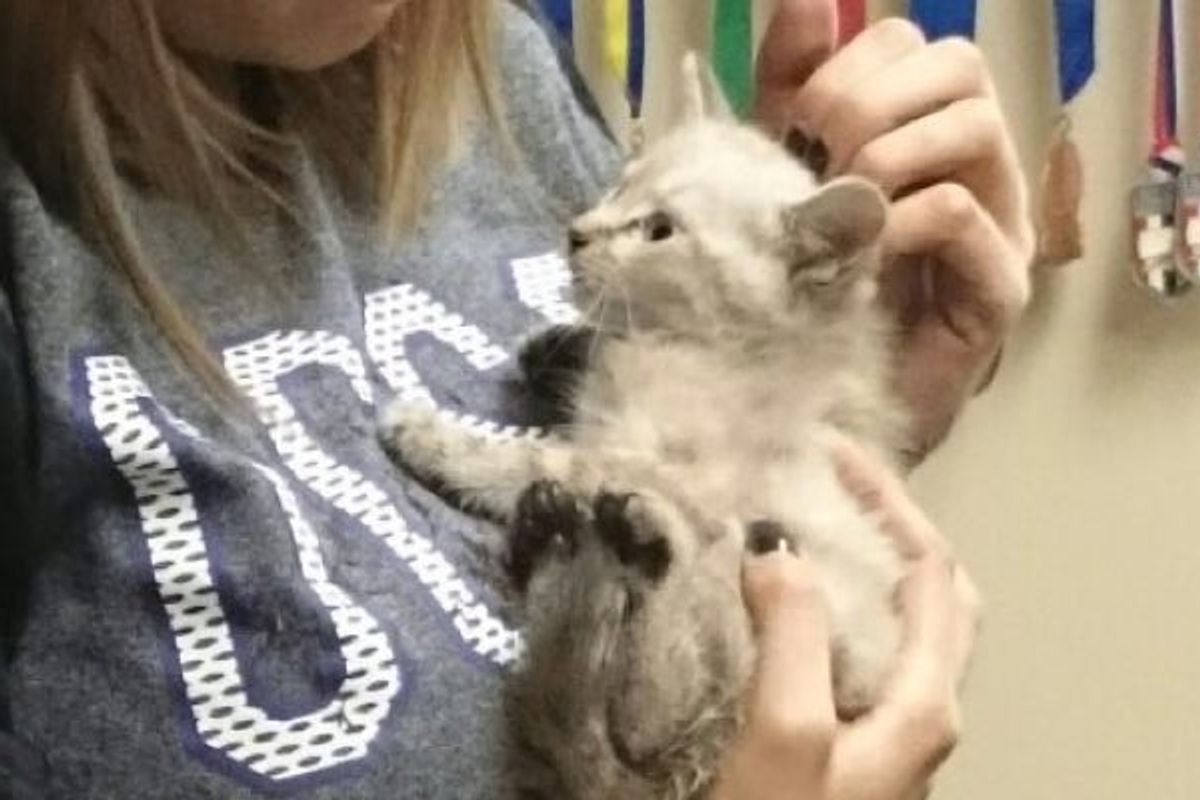 Kitten Stuck in Car Saved Not Just Once, But Twice!