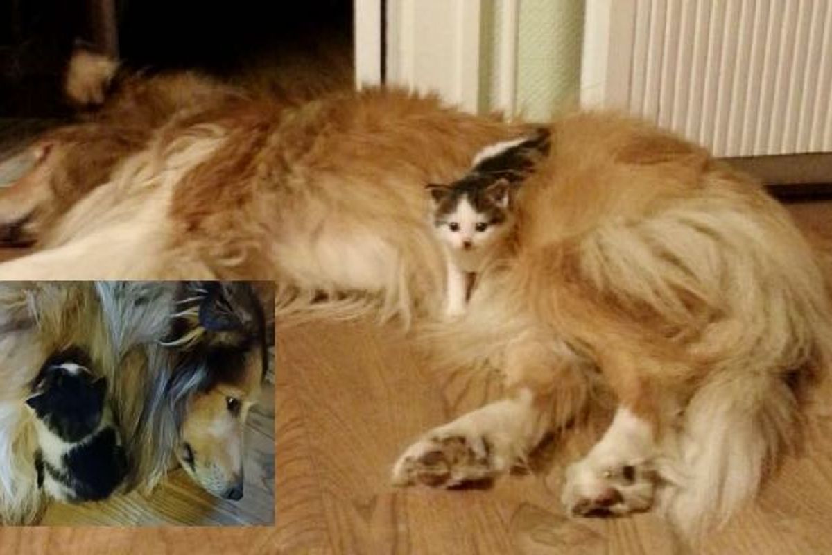 Abandoned Kitten Crying for Mom Until He Meets Big Fluffy Collie...