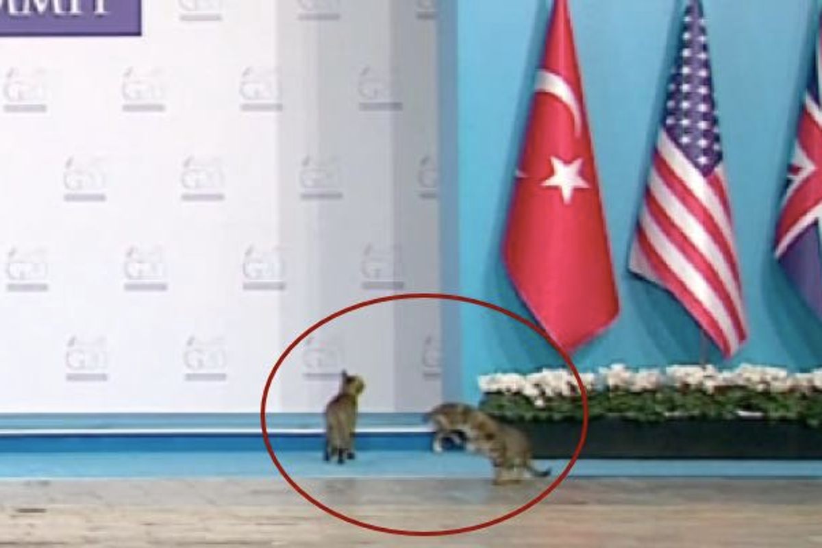 Three Cats Crash Stage at G-20 Summit in Turkey. Caught on Camera!