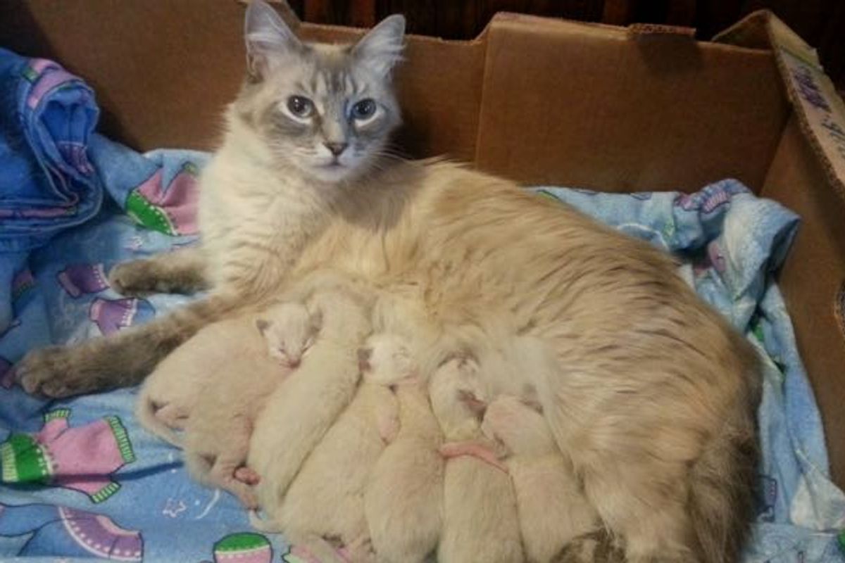 Rescue Stray Cat Surprises Family with Seven More (with Updates)