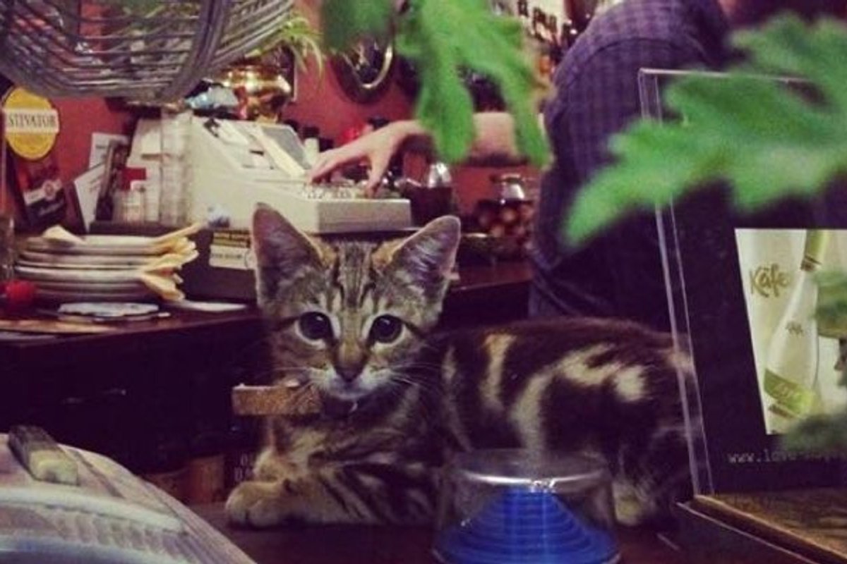 15 Cats Have Made Traditional Pub Their Home
