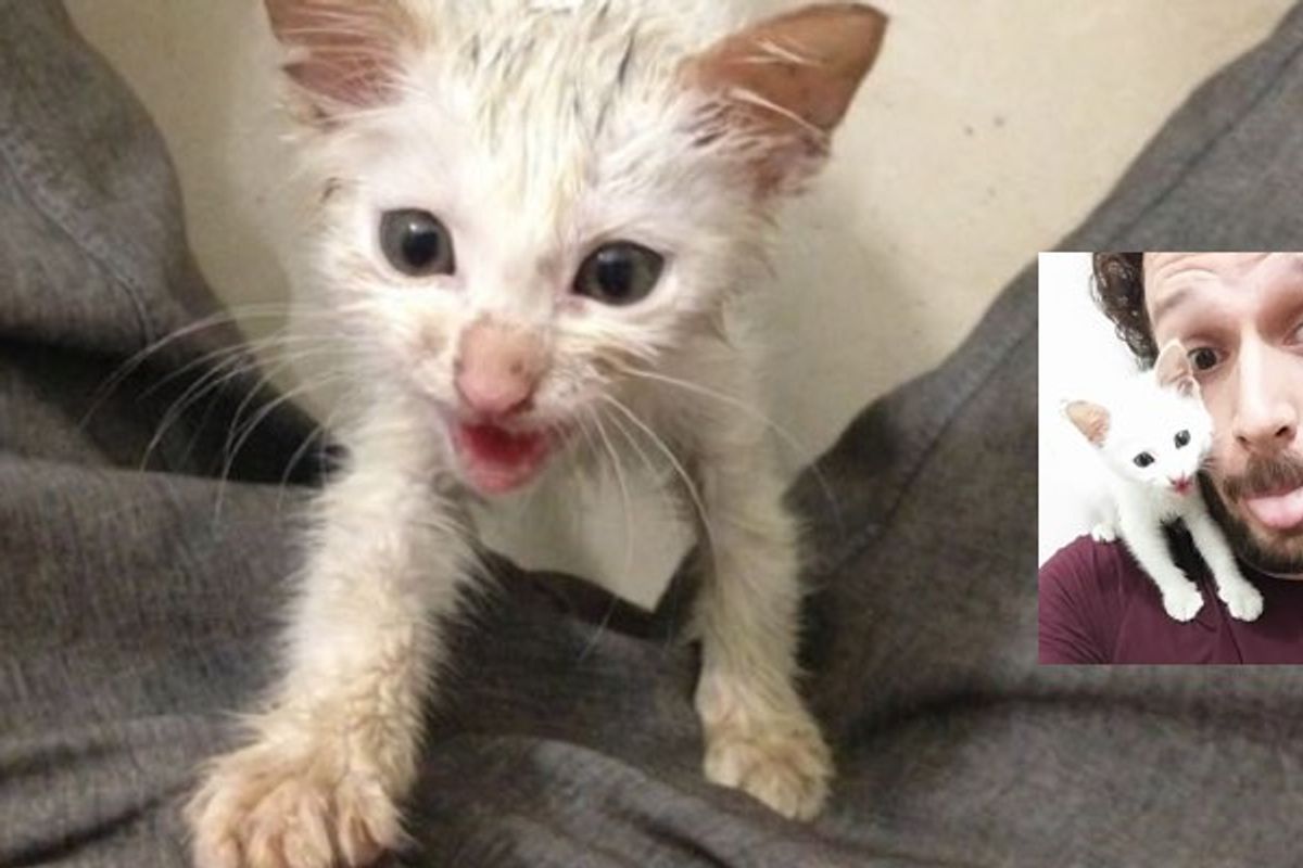 Man Spotted Kitten in Trashcan Outside His Work, Knew He Had to Help