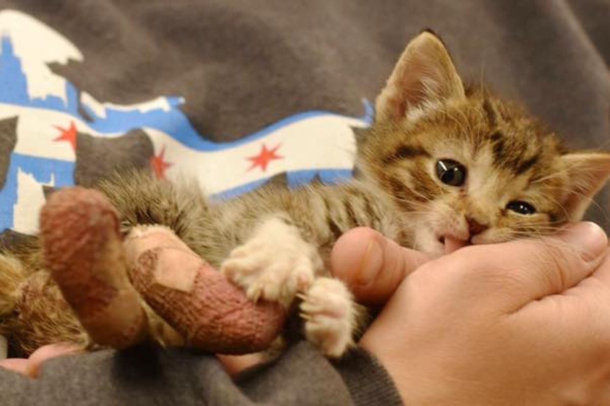 She's Missing Two Paws But Can Move Faster Than Other Kitties