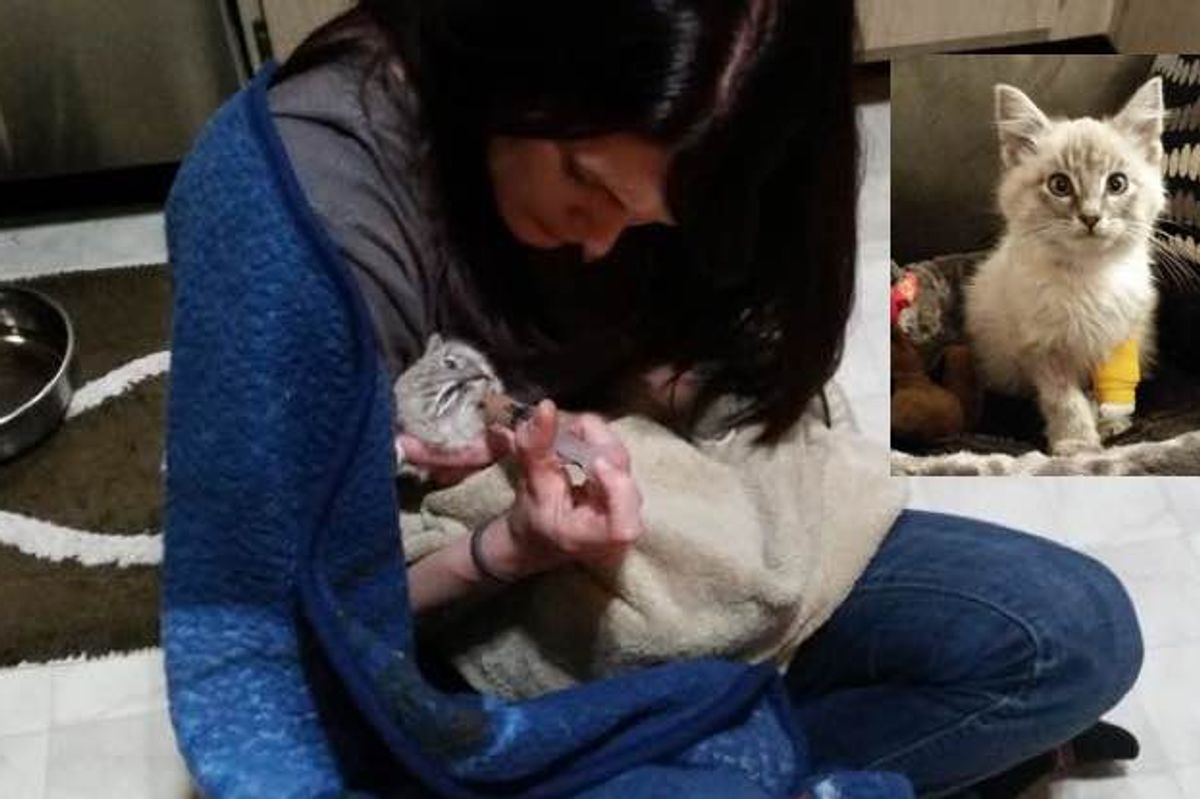 Vet Tech Fought for Kitty Even When Others Had Lost Hope, Then a Miracle!