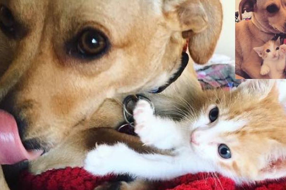Rescue Dog Becomes Sister to Orphaned Kitten
