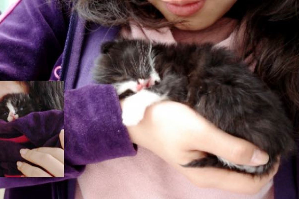 Tuxedo Kitten Holds onto Rescuer and Won't Let Go