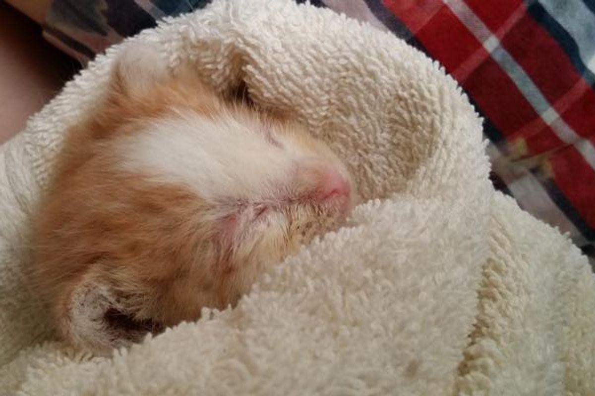 Kitten Found in Flowerbed Screaming for Help. The Change In One Day!