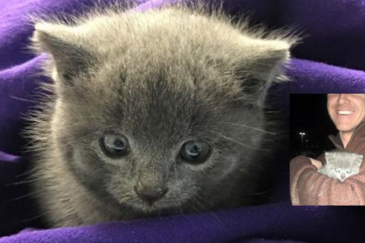 After 12 Hours, They Didn't Give Up Saving Stray Kitten Trapped Under Streets