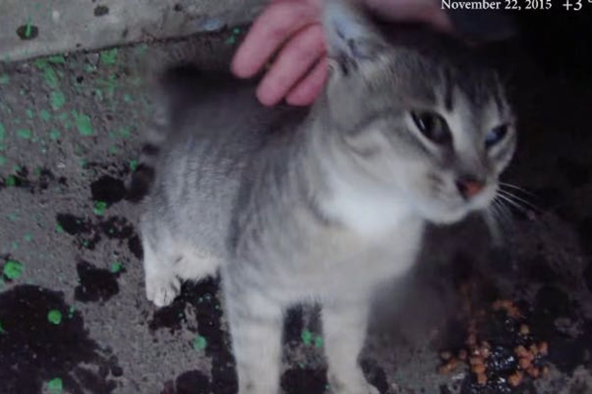 Feral Kitten Thanks Man for Feeding Him During Pouring Rain