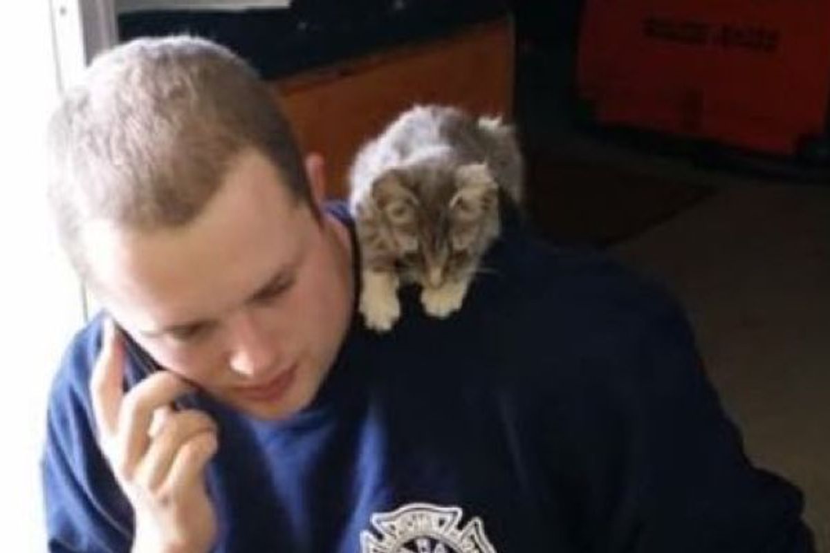 Stray Kitten Wanders into Fire Department, Meowing for Love
