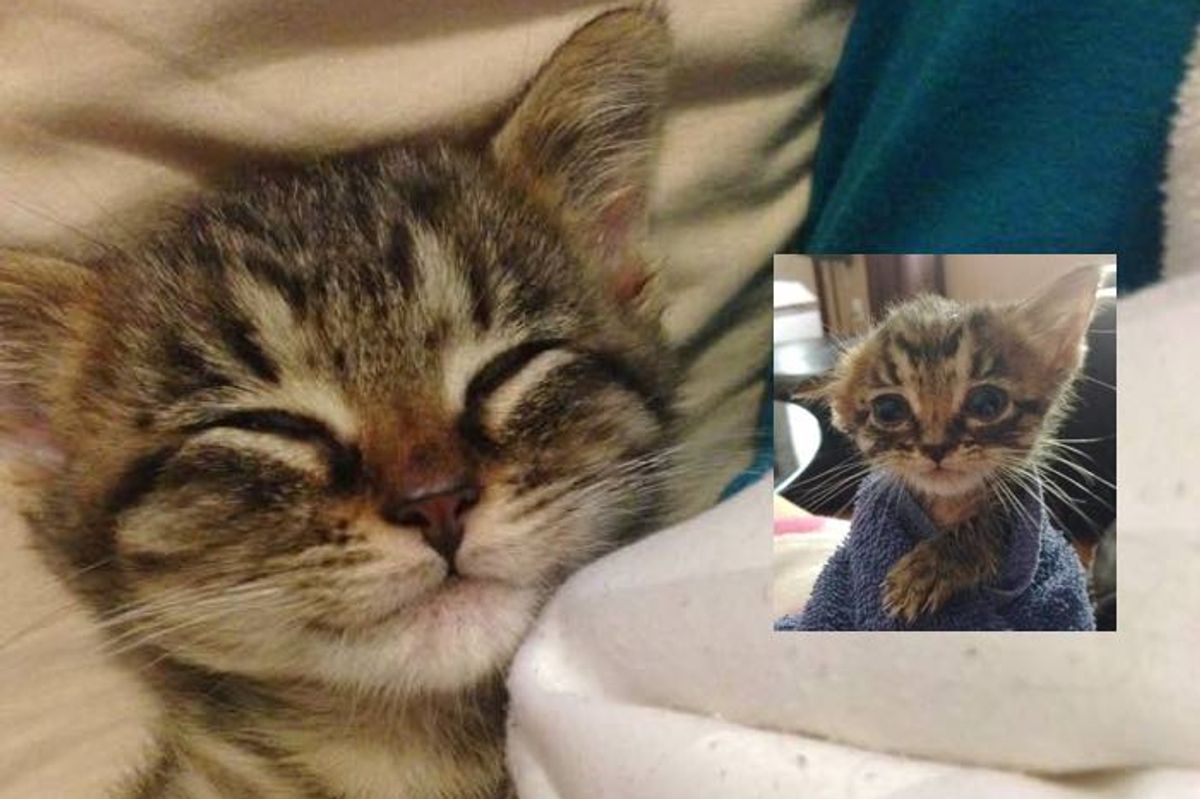 What a Loving Home Can Do for a Little Tabby