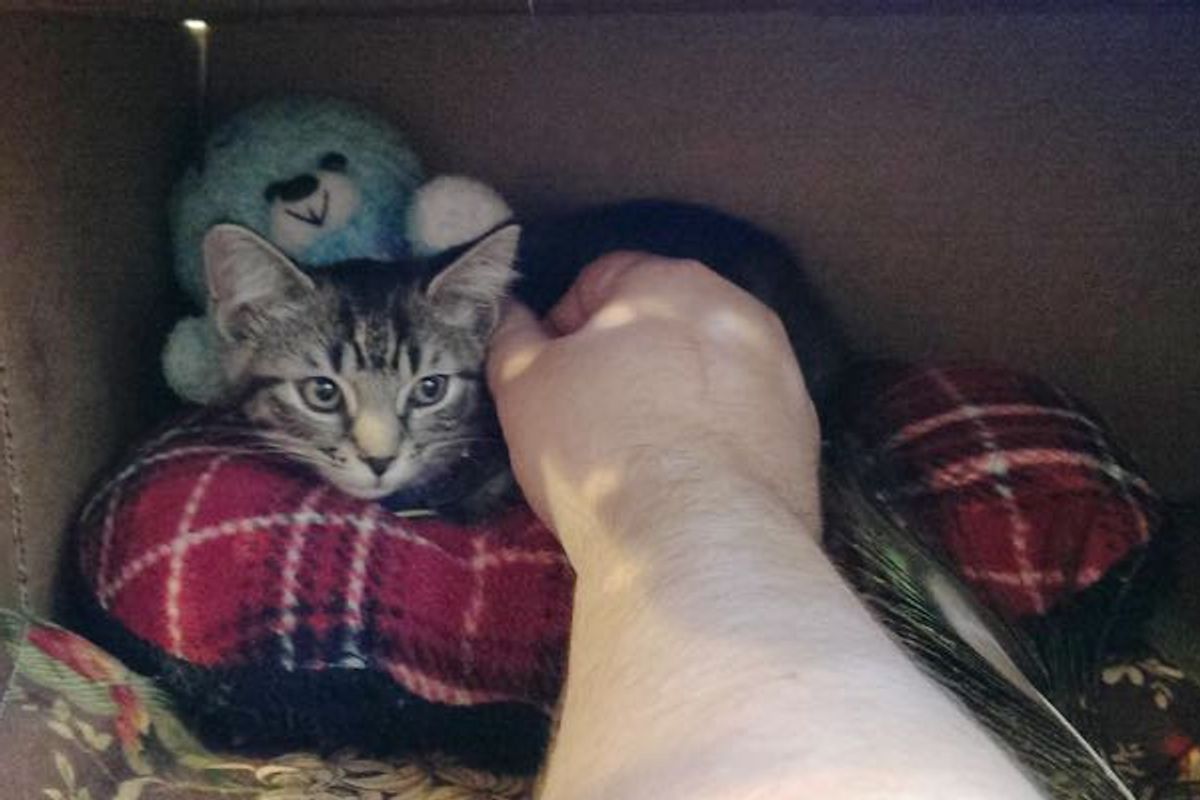 Shelter Kitty Got Ignored because She Wasn't a 'Whole Cat' until Someone Saw Her Differently