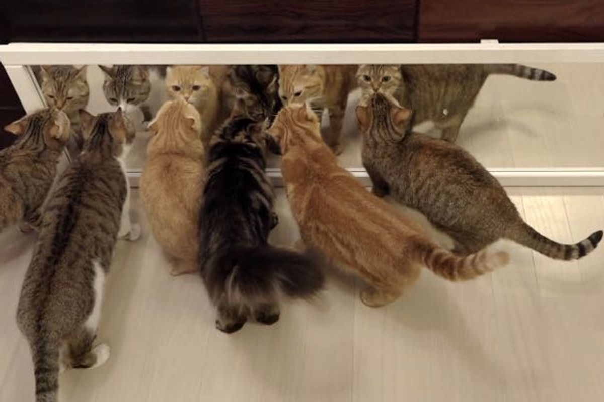 10 Cats but None React the Same Way to Their Own Reflection