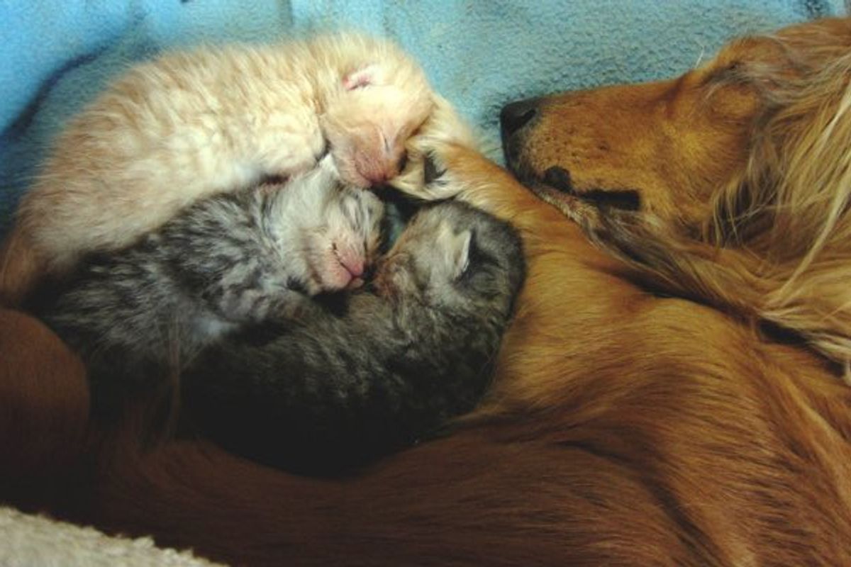 Blind Dog Gives Orphaned Kittens Love of a Mother