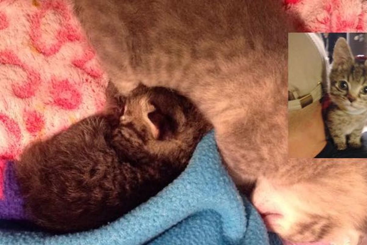 Kitten Half the Size of His Brother Learns to Eat on His Own