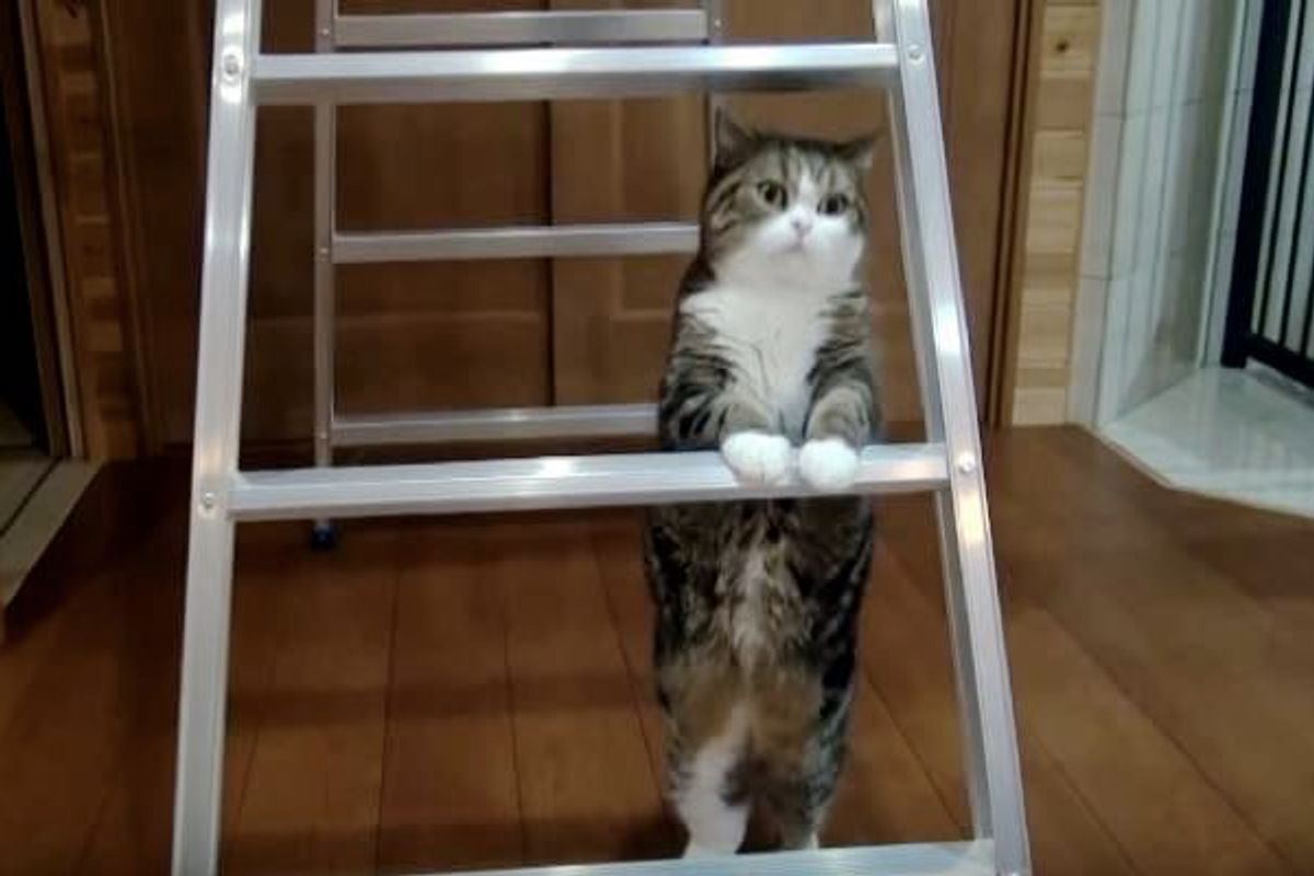 Maru Climbs Stepladder Like Little Person