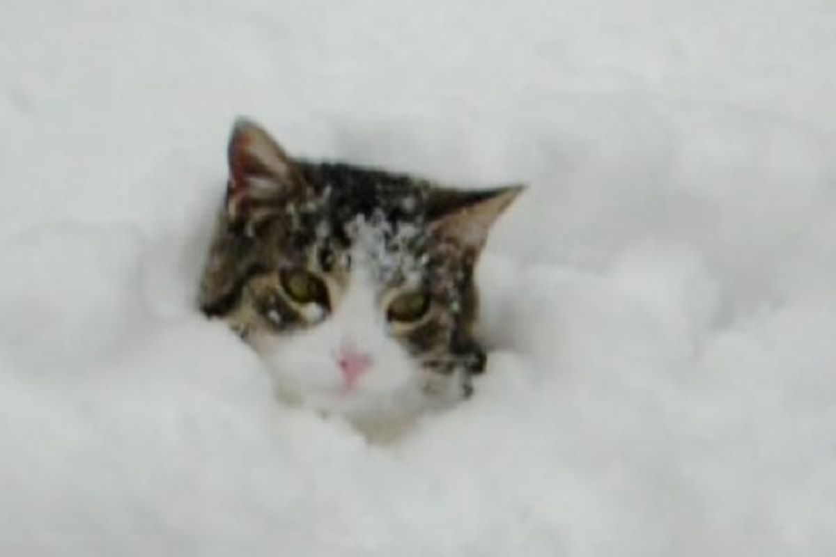 Cat Likes Burrowing in Snow like Bugs Bunny