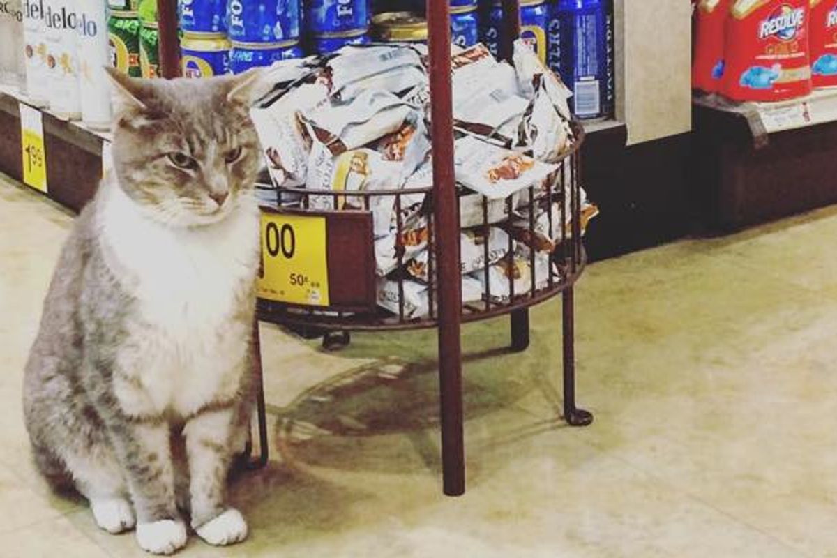 Cat Comes to Safeway Store Every Morning to Hang out with Customers