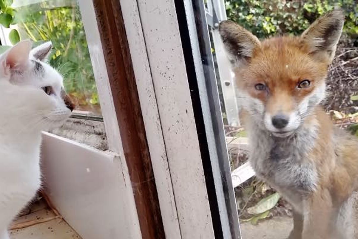 Cats and their Human Meet an Unexpected Visitor, a Wild Fox!