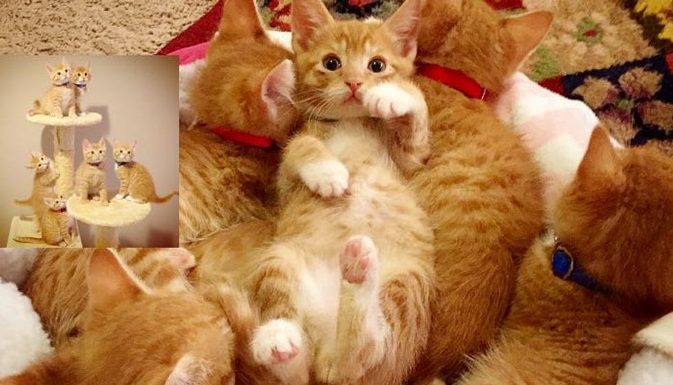 Six Ginger Foster Babies from the Same Litter! I Can't Tell Them Apart!