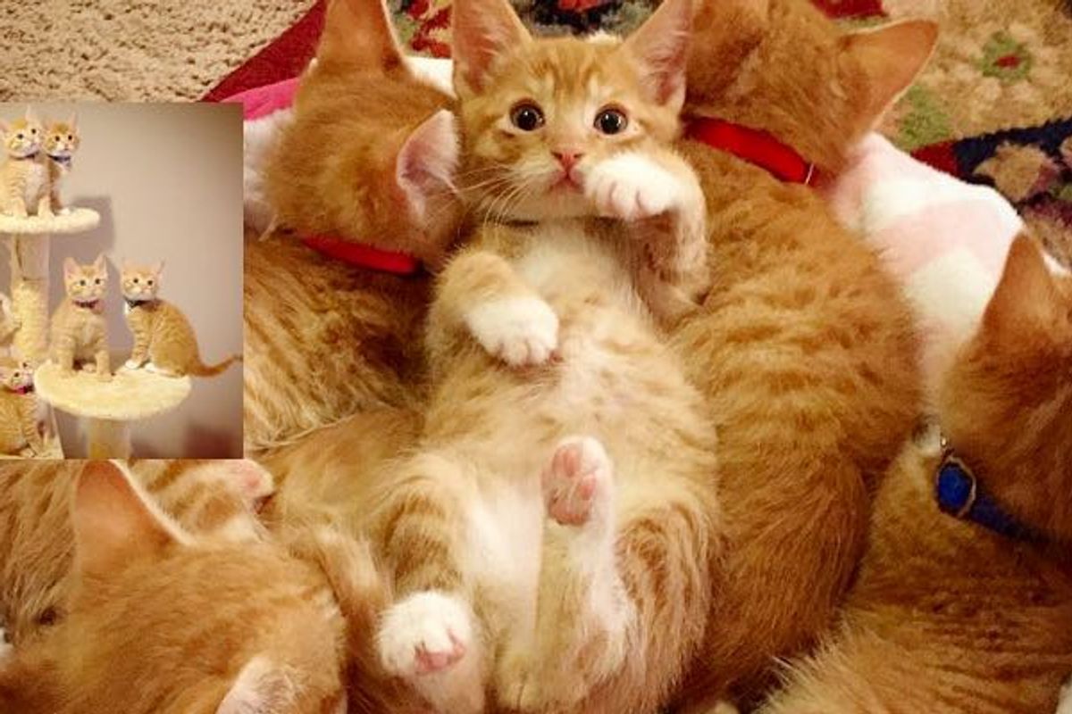 Six Ginger Foster Babies from the Same Litter! I Can't Tell Them Apart!