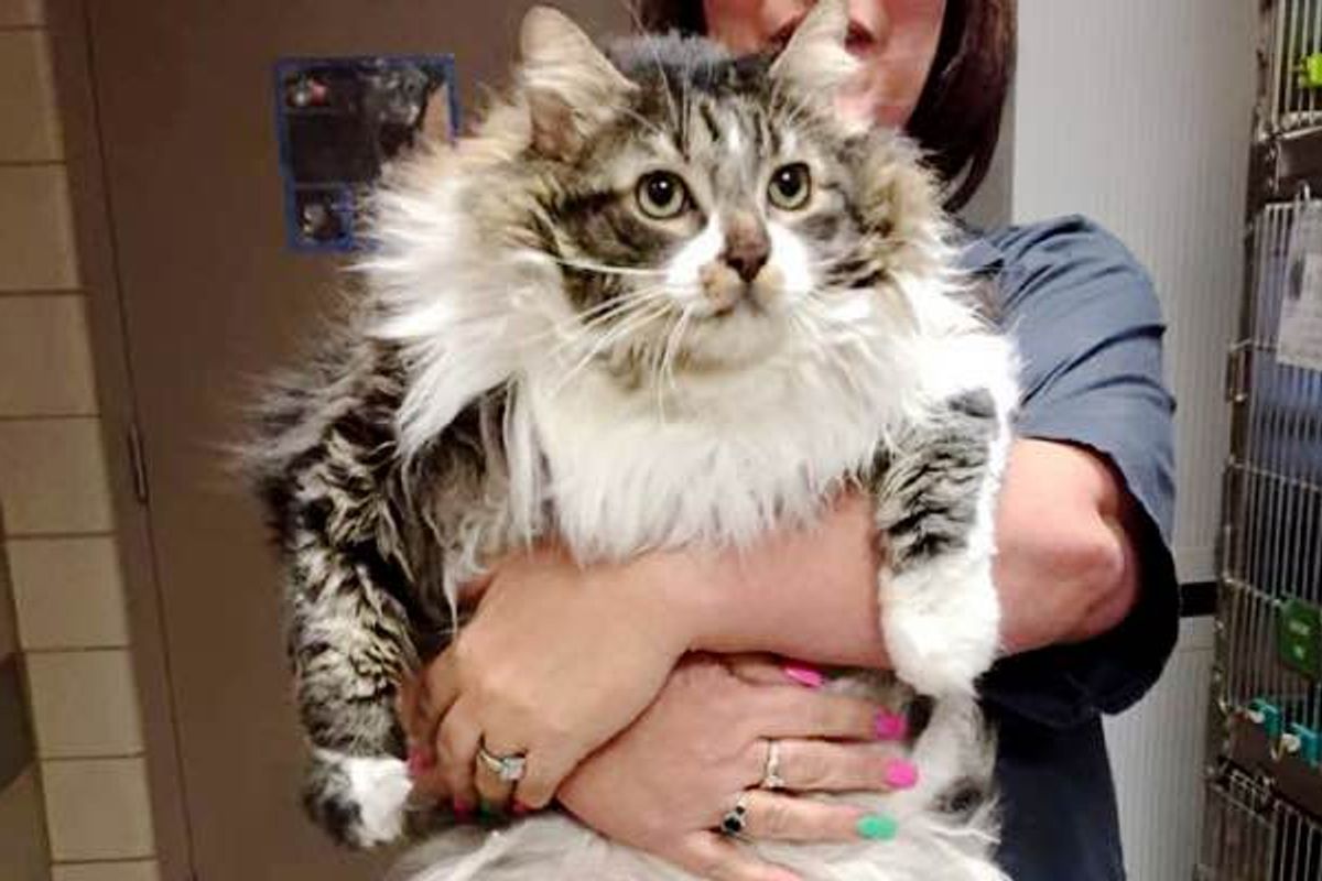 They Bring Happiness Back to 8 Year Old Shelter Cat who Just Wanted to be Loved