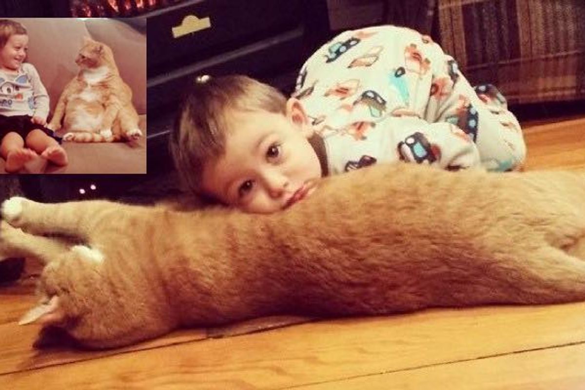 'Unwanted' Ginger Cat Becomes Guardian to Boy, His Human for Life...