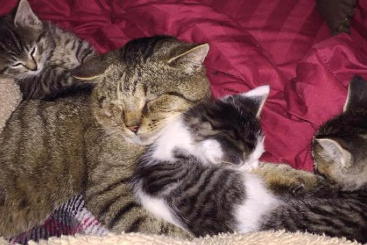 Stray Tabby Cat Becomes Papa to Three Rescue Kittens