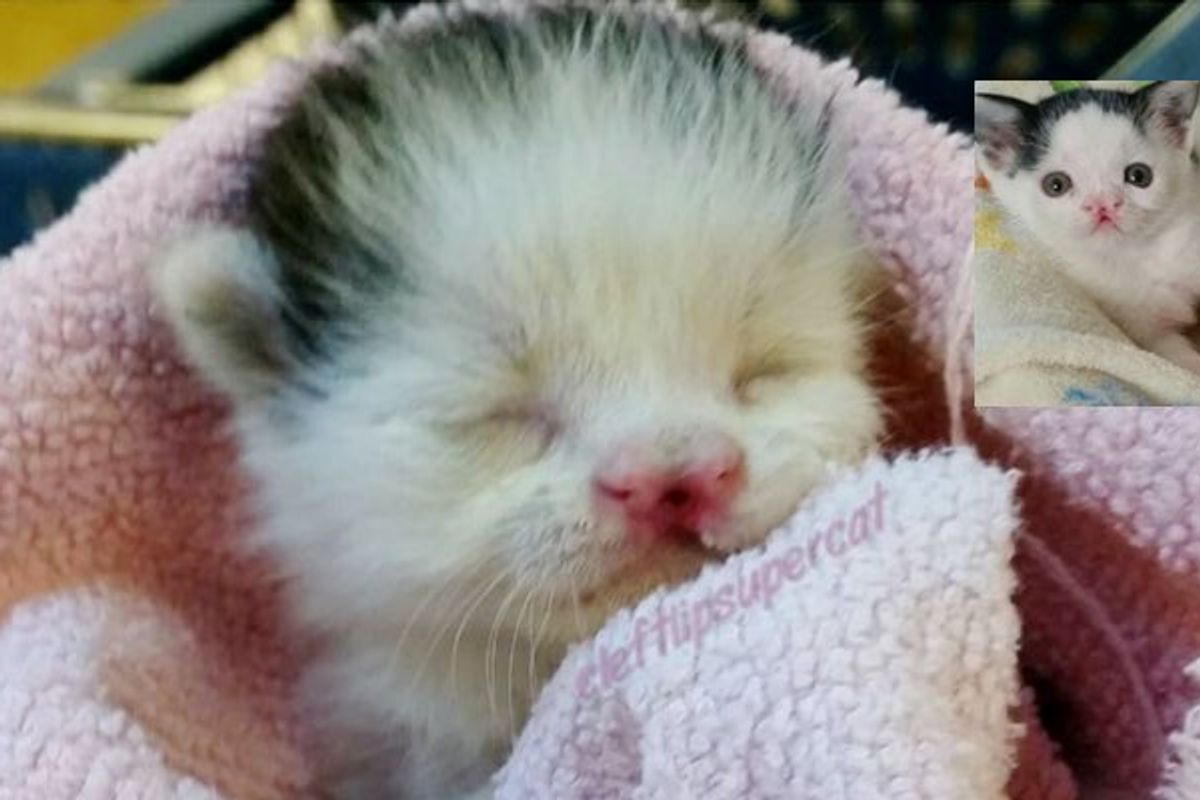 Rescue Kitten Born with Tiny 'Snout', She Knows She's Perfect!