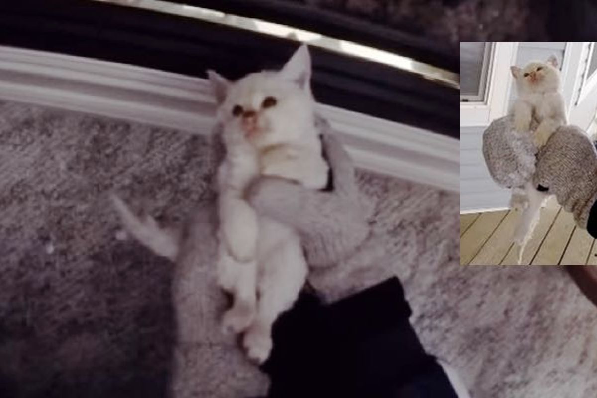 Family Saves Frozen Kitten Found in Snow and Brings Him Back to Life