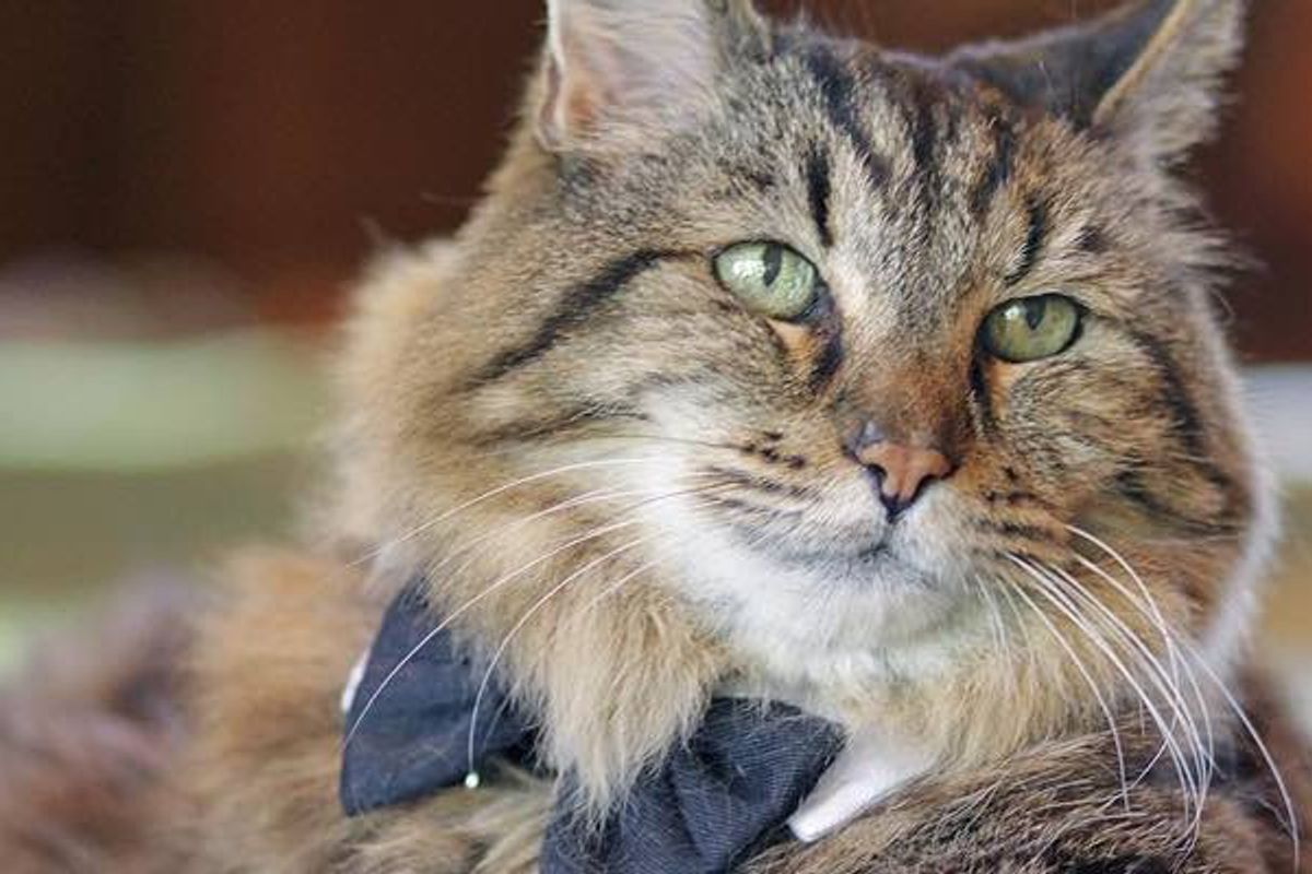 This Cat is 124 Years Old in Kitty Years and Still Going Strong!