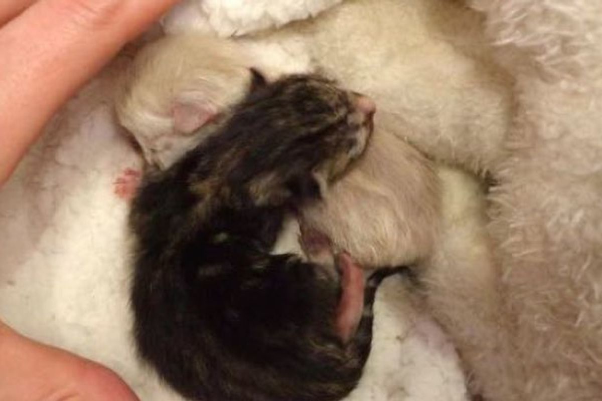 Newborn Kittens Saved from Death Row Waited for Their Forever Humans. Now a Year Later..