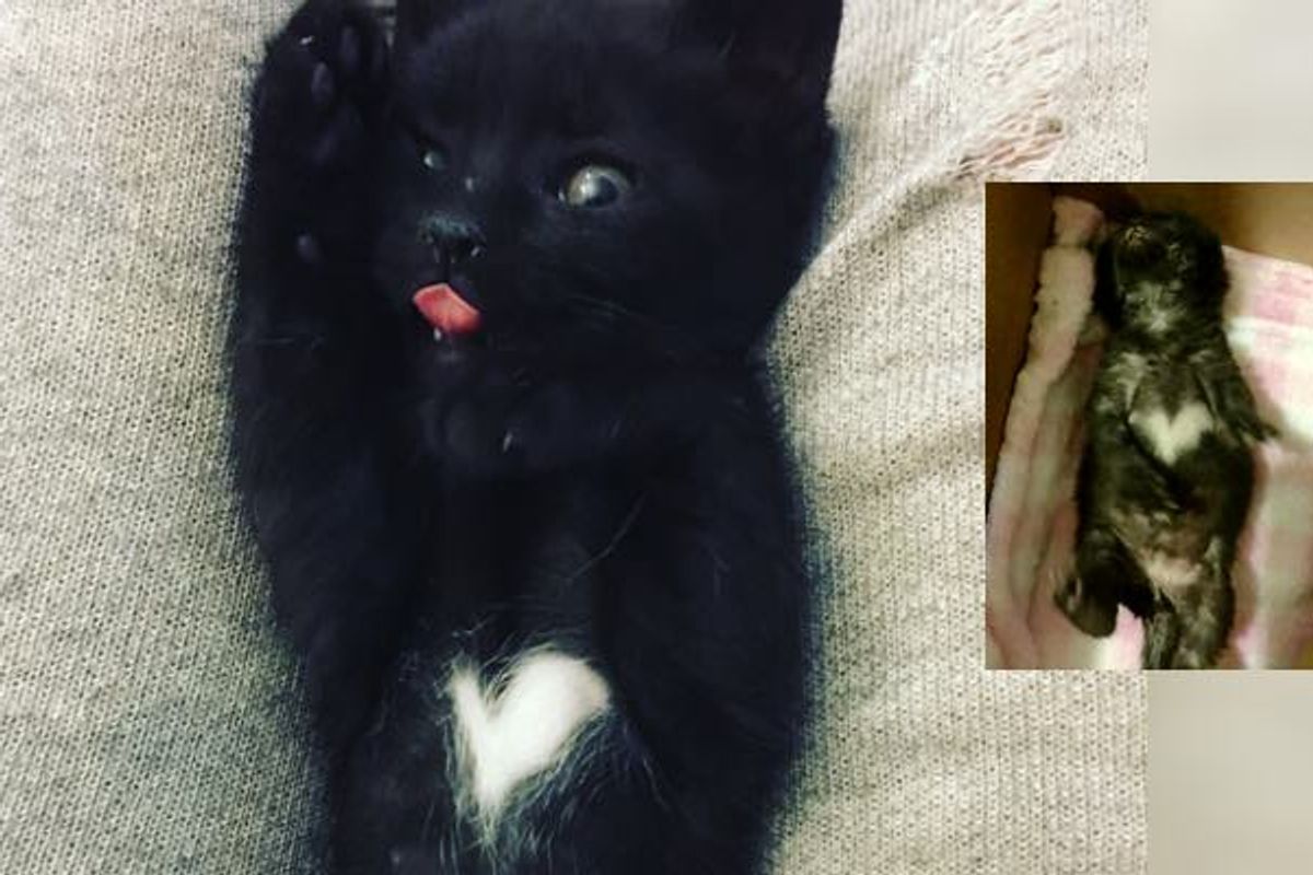 Man Saves Kitten with a Heart on Her Belly, Meowing for Love