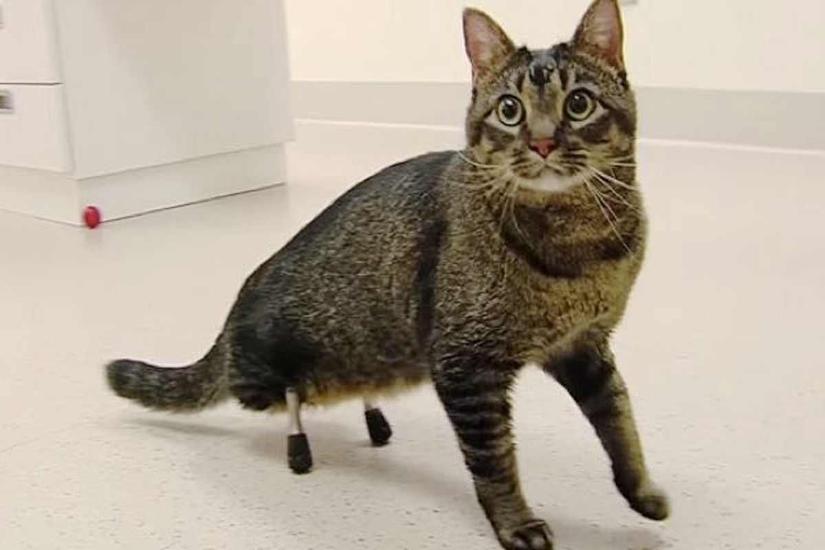 Cat Walks for the First Time Thanks to Pair of New Legs