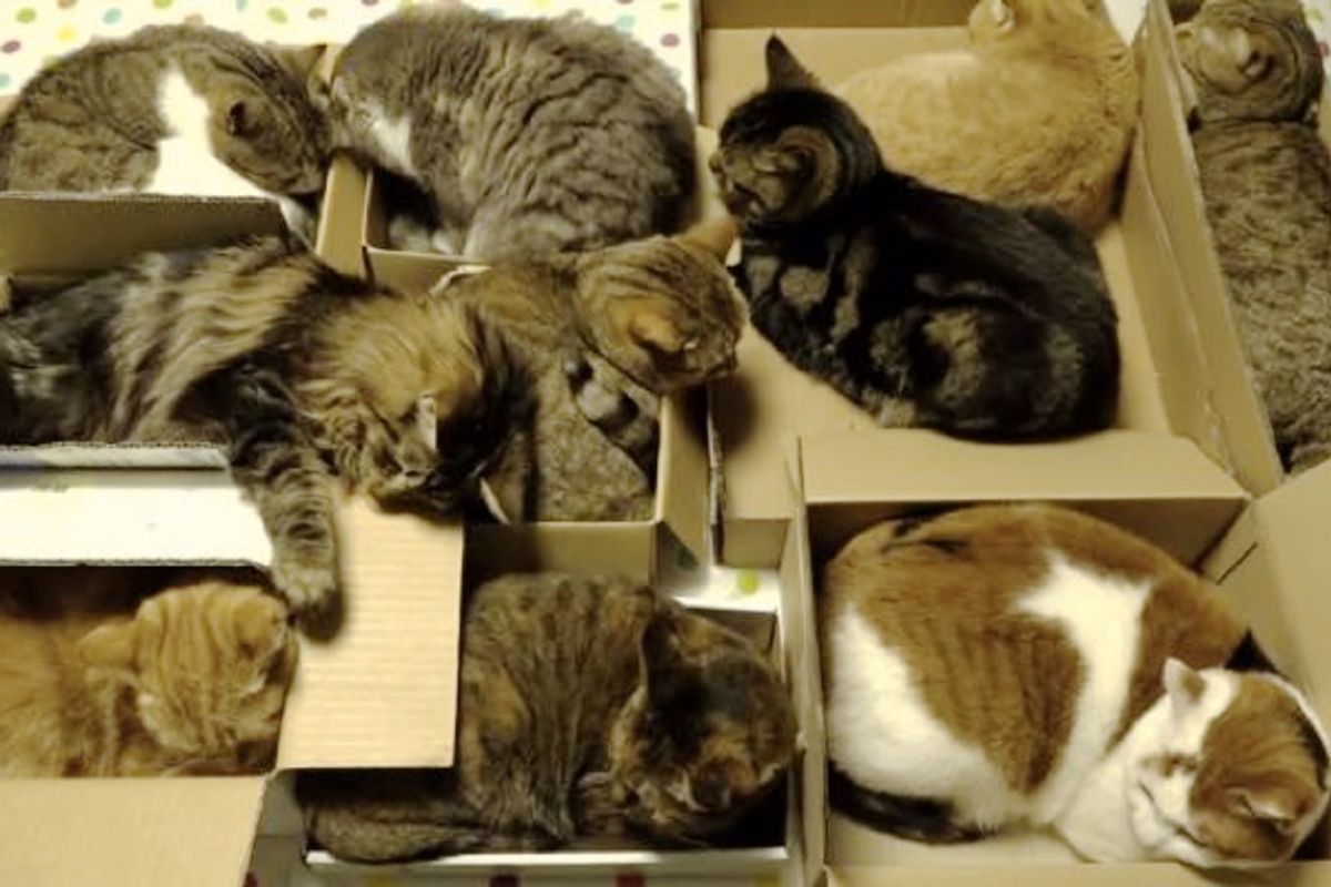 10 Cats Have a Slumber Box Party Together. It's Brilliant!