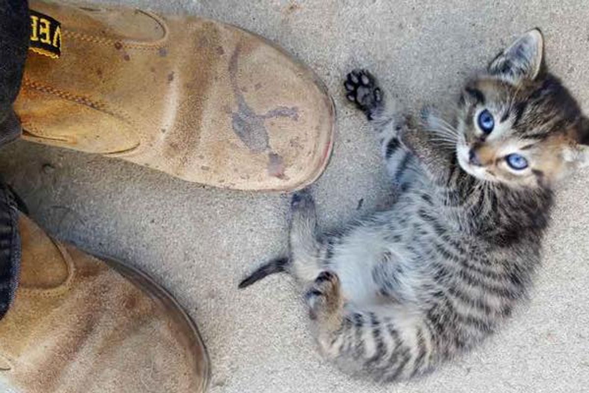 Motherless Kittens Walk Up to Father and Son for Help