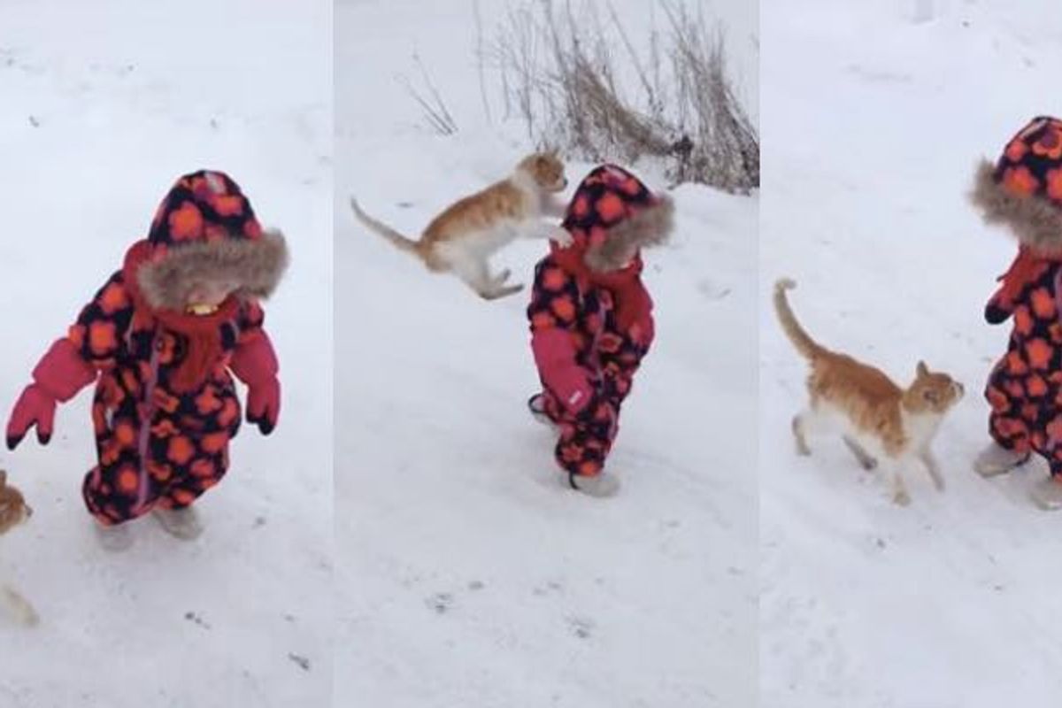 Cat Wants Hugs from Little Human and Won't Take No for an Answer