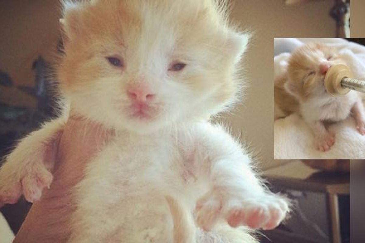 Tiny 5 Day Old Rescue Kitten Came with Extra Digits