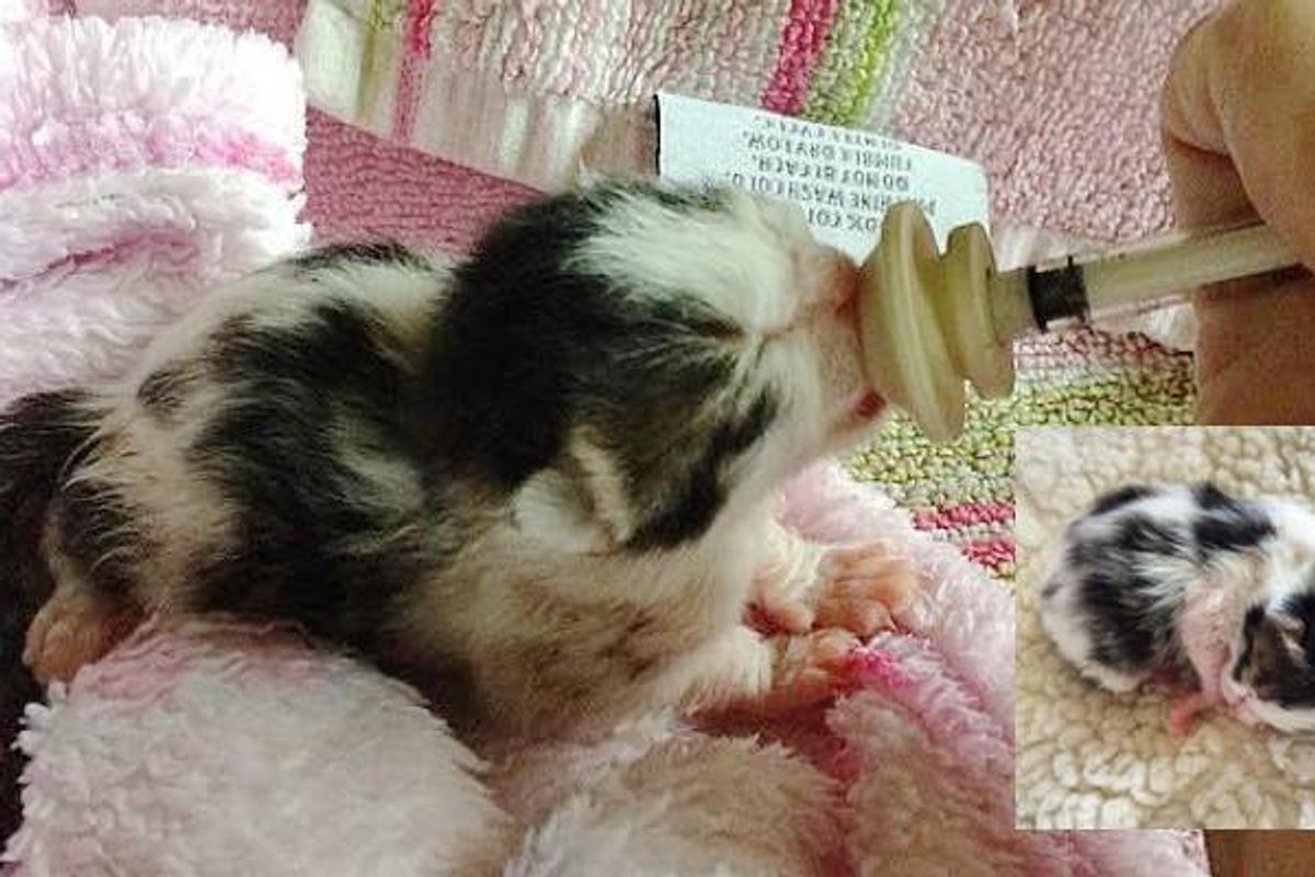 Tiny Newborn Kitten Found on Side of Busy Road, Journey to Forever Home!