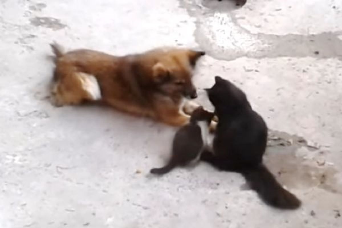 Cat Mama Brings Her Kittens to Meet a Good Friend