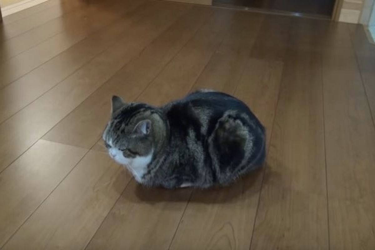 Perhaps the Smallest Box Maru Has Attempted to Fit in