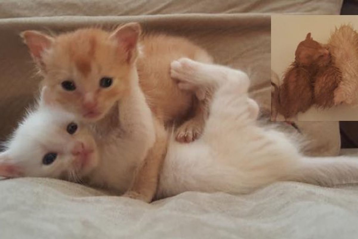 Abandoned Kittens Rescued from Garage. Look at the Transformation!