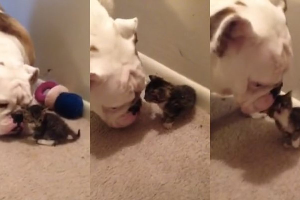 Kitten Meets Bulldog for the First Time. It is Love at First Sight!