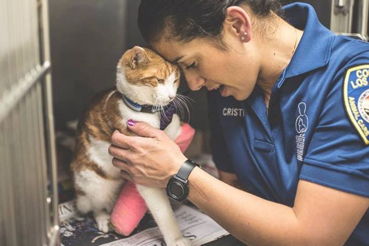 Shelter Cat with Injured Leg Now Has Only Days Left to Find a Home