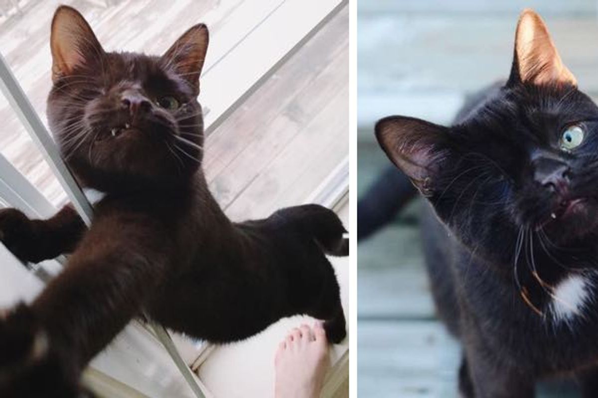 Pirate Cat Couldn't Find Home Because the Way He Looks Until Someone who Could See His Beauty